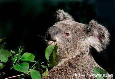 澳大利亚的火考拉