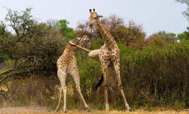 非洲长颈鹿决斗争支配权 使出大招无影脚