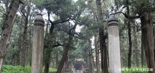 为什么山东曲阜孔林上不落乌鸦,下不招蛇?说了