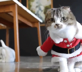 送上一波动物t台走秀~——每日搞笑gif