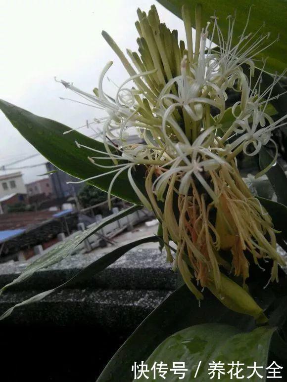 给花用点黄豆肥,芦荟也能养开花,红艳艳的一串