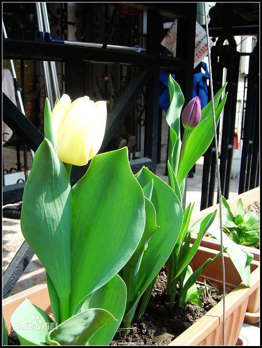 这是什么花?_360问答