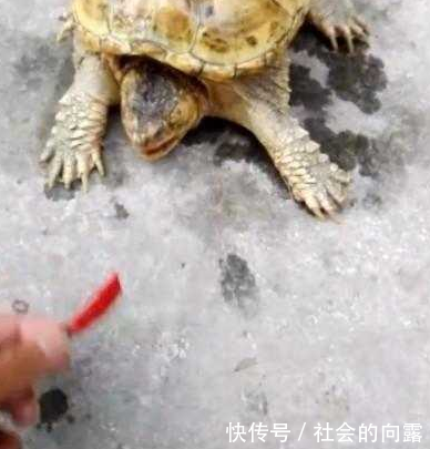 男子喂乌龟吃魔鬼辣椒,之后乌龟的反应让人苦