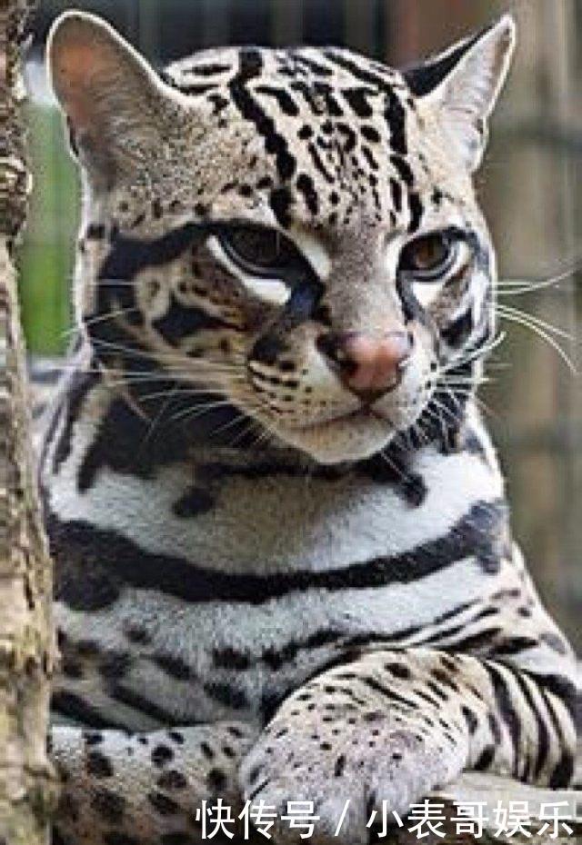 这几种猫太像了,你能分的清楚这几种猫,算你厉