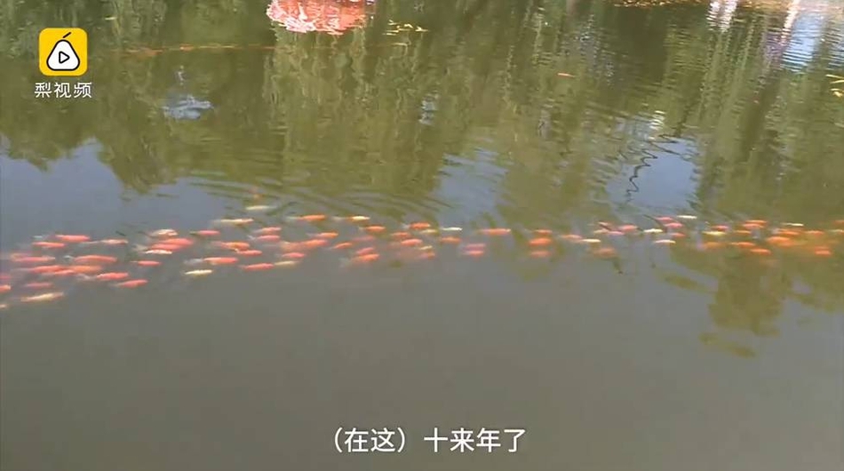 太原龙潭公园:数千锦鲤排长队 图片引众多网友转发