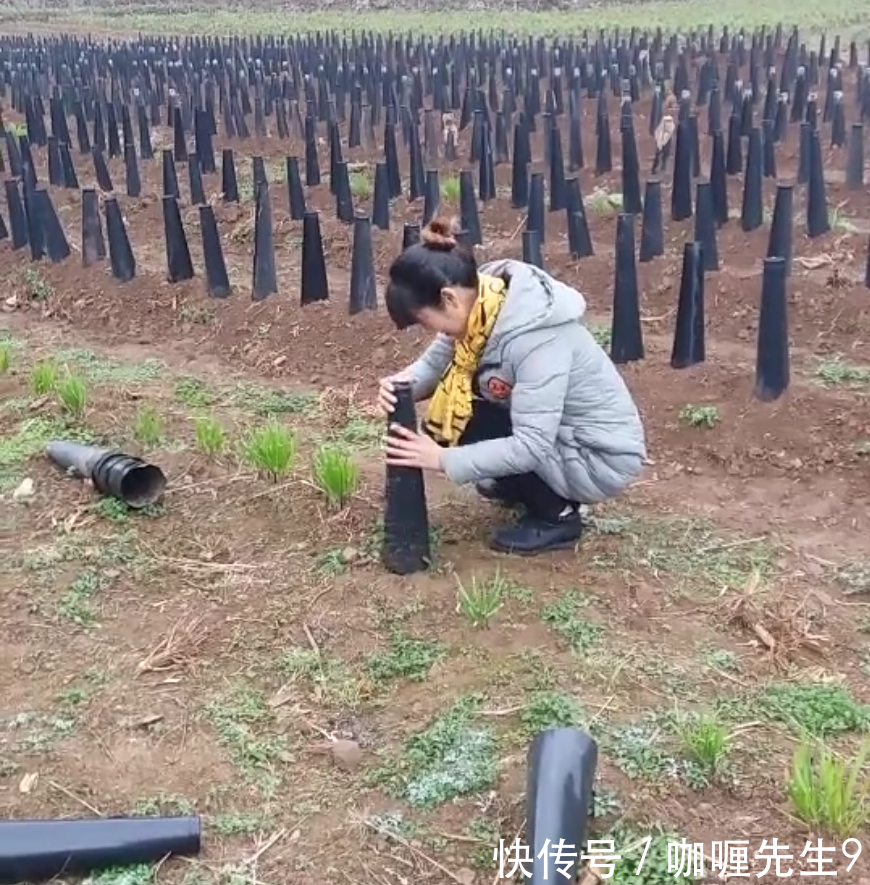 农民把韭菜变韭黄就多一个动作,连小孩都会做,收益就能翻倍!