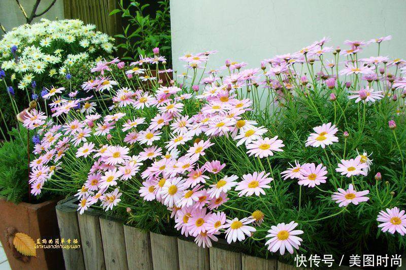 有个“露台花园”折腾,真好!此景此情,喝茶,看书 太惬意啦!