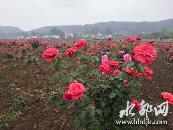 习家店镇:玫瑰花开香四海 农博笑迎八方客