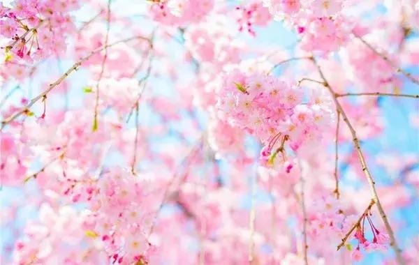 前方发来电报:2018日本樱花花期预测