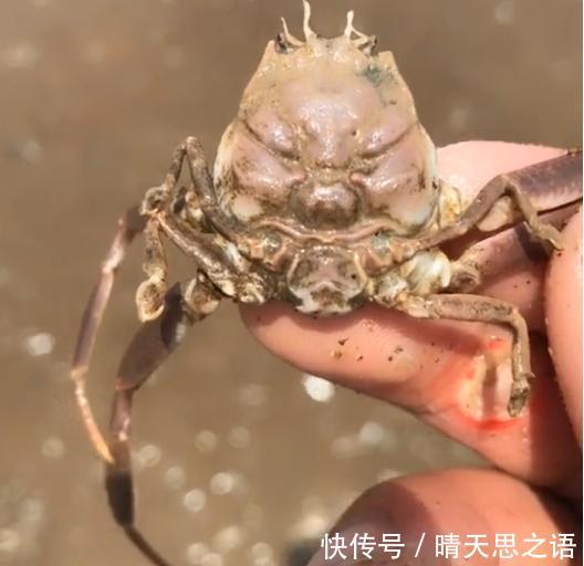 男子走在海边，感觉脚下一处不对劲，拿起来一看马上扔了！