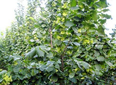 美国大榛子树碱性地适合种植不_360问答