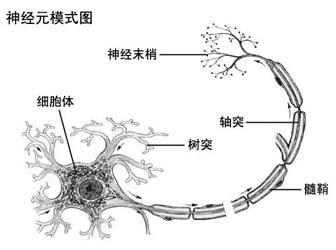 「生物」细胞体,树突,轴突之间的转换关系?