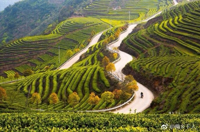 刘德华主演电影《失孤》里, 风景如画的茶山, 就