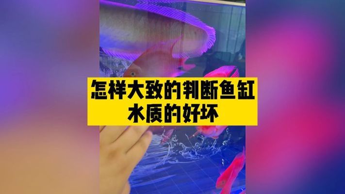 魚缸廠家直銷怎么樣（魚缸廠家直銷怎么樣?。? title=