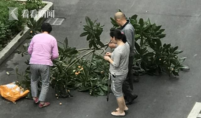 居民为吃枇杷砍倒枇杷树 砍树取果被批太野蛮