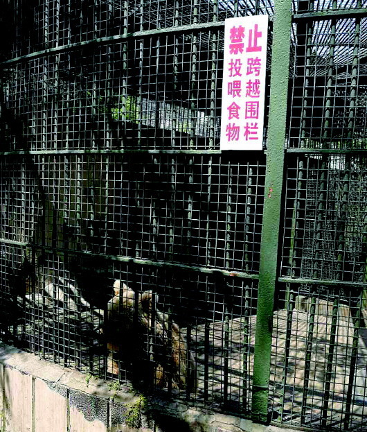 青岛动物园内男子违规喂食棕熊被咬伤手指 谁之过?