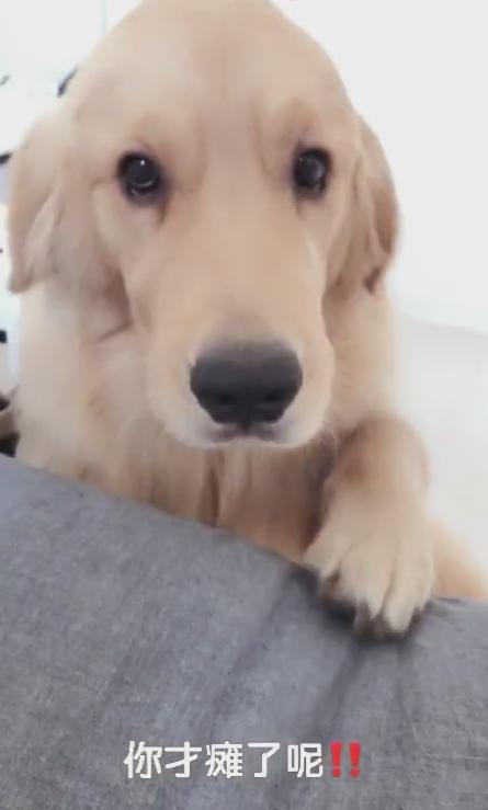 金毛听弟弟说姥儿走路一瘸一瘸的,过去关心下