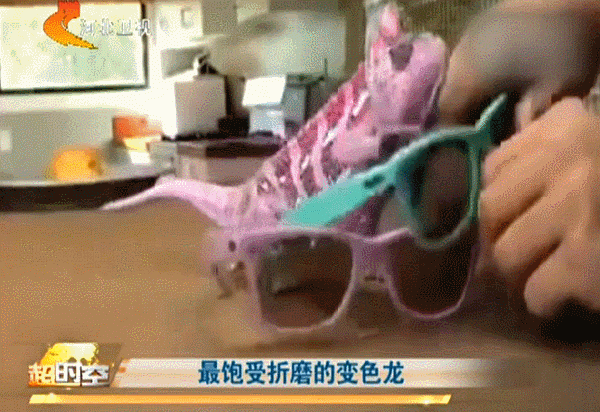 爆笑!遇到这样的主人 变色龙有苦难言