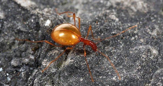 盘点十大不为人知的地下生物
