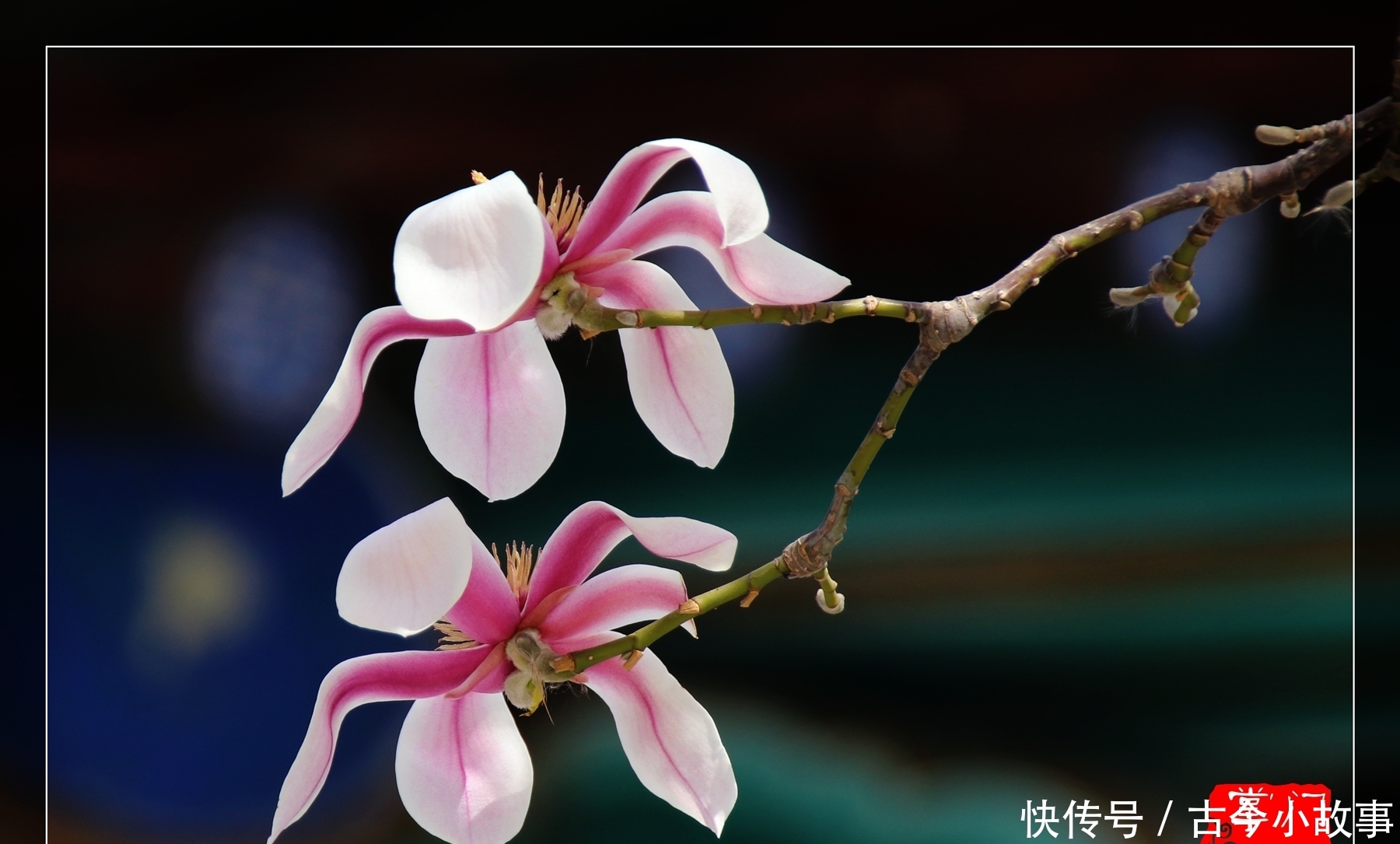 锦花什么月成语_草什么花什么成语