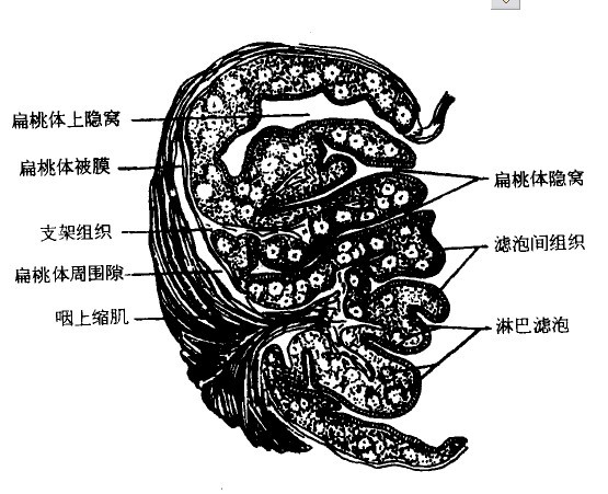 扁桃体隐窝