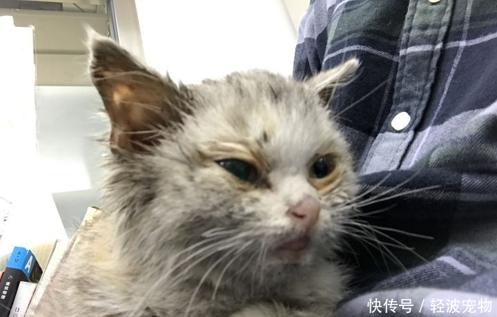 流浪猫变成了小天使:脸上长满蜱虫却被爱心主