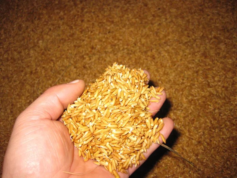 真降价了!18年水稻最低保护价出台!(附水稻秧