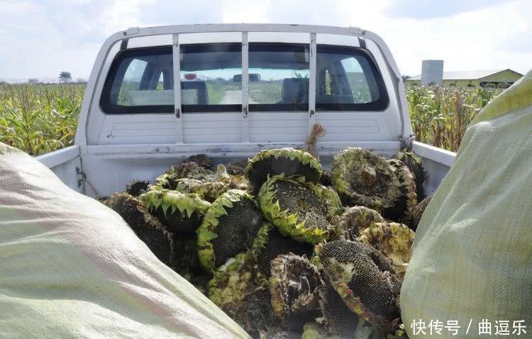 非洲人嘲笑中国人在非洲种向日葵，却在收获时被一抢而空