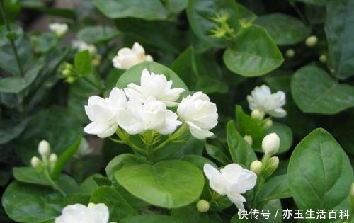 立秋后,经常用白开水泡此花喝,抗菌消炎,排毒养