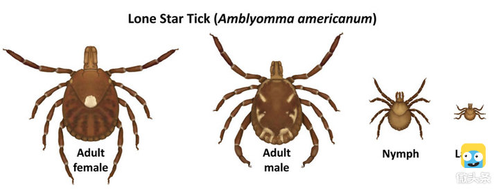 惊!被这种虫子咬到一口,下半辈子就要告别吃肉