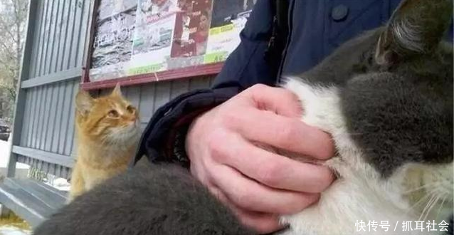 橘猫羡慕被人看到的v警报猫,一脸的摸摸抚摸我警报表情泰拳包图片