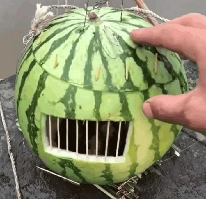 小伙将吃完的西瓜做成捕鱼陷阱,放入河里一小