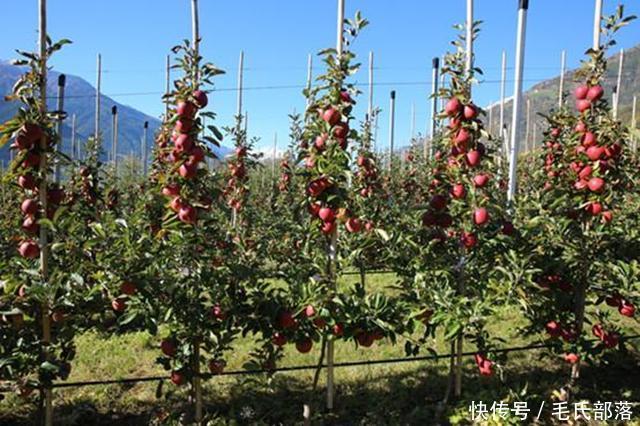 苹果树栽培技术|选苗有讲究,三看选对苗