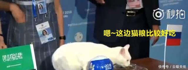 神算子猫成功预测世界杯揭幕战俄罗斯胜,命中