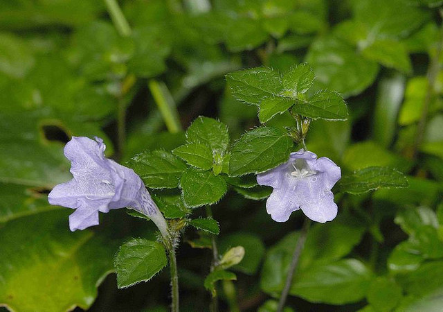 简介   文名:兰嵌马蓝   种拉丁名:parachampionella rankanensis