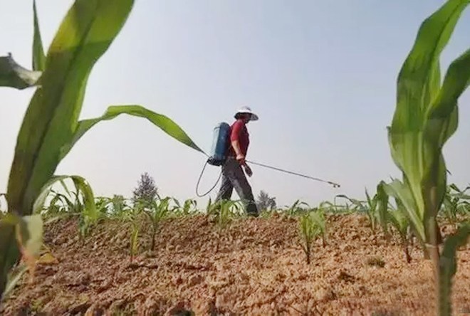 玉米除草剂常用的3种配方,优缺点很明显,你怎