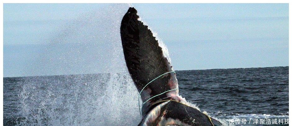 么鲸鱼总是上岸求死专家解刨尸体后,肚子里的