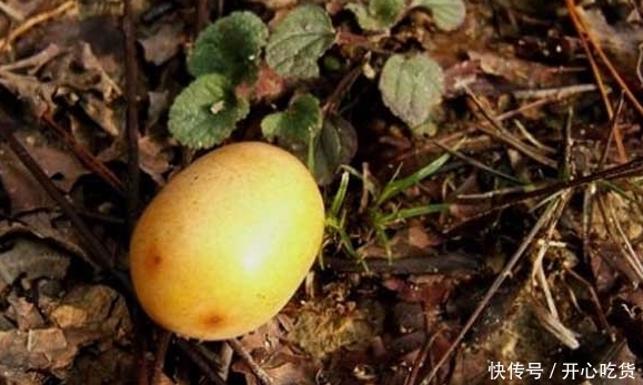 这种南方水果“烂”了才吃,果核是精美手串,北方人基本没见过 百家乐网站排行