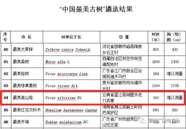 云南唯一上榜!盈江300年榕树王入选中国最美古树