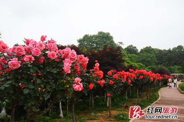 5·1出游计 | 长沙,有条飘满彩色香气的玫瑰花径