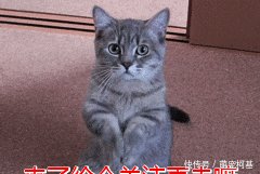 狗狗能吃鸡蛋吗 狗狗吃鸡蛋的5大注意事项!