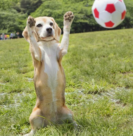 狗的智商排名大全_狗狗智商排名图片大全