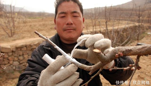 提高果树嫁接成活率的六个方法,你用对了几个