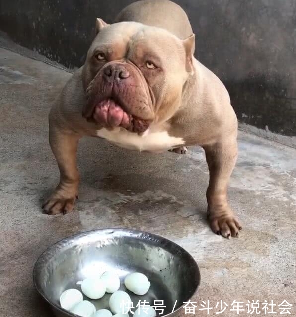 主人剥鸡蛋给恶霸犬,没命令不敢吃,渴望的眼神