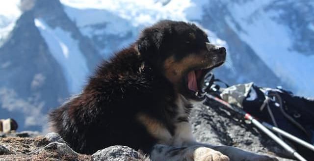 流浪狗爬上7000米高峰,零下20度什么都没穿,创