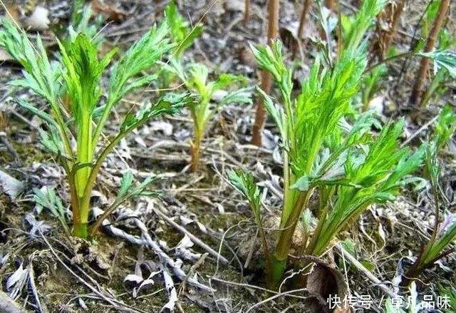 在东北才能吃到的野菜,南方人叫艾草,多吃有