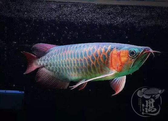 20cm的魚缸可以放龍睛嗎（20cm的魚缸可以放龍睛嗎圖片）