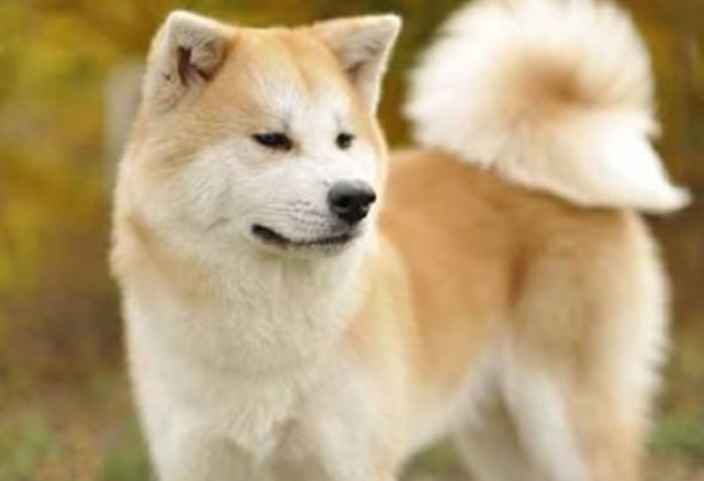 直击世界10大最忠诚的狗排名 我国的中华田园