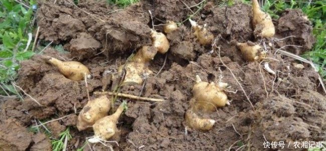 农村小伙放弃城里工作,回家种植村民都讨厌的