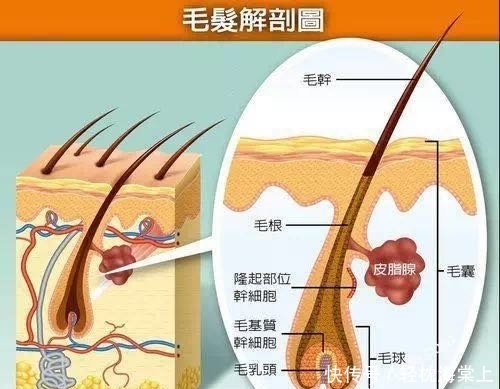年纪轻轻聪明绝顶?找对方法防脱发,拯救你的